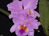 (Blc.Captain Pessoa x C(Picasso x Shorewood)) xBc.Turandot
